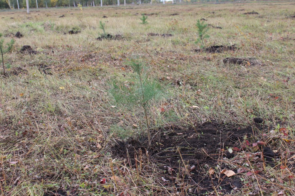 Почти 250 тысяч саженцев появилось в Кузбассе в Единый день посадки деревьев