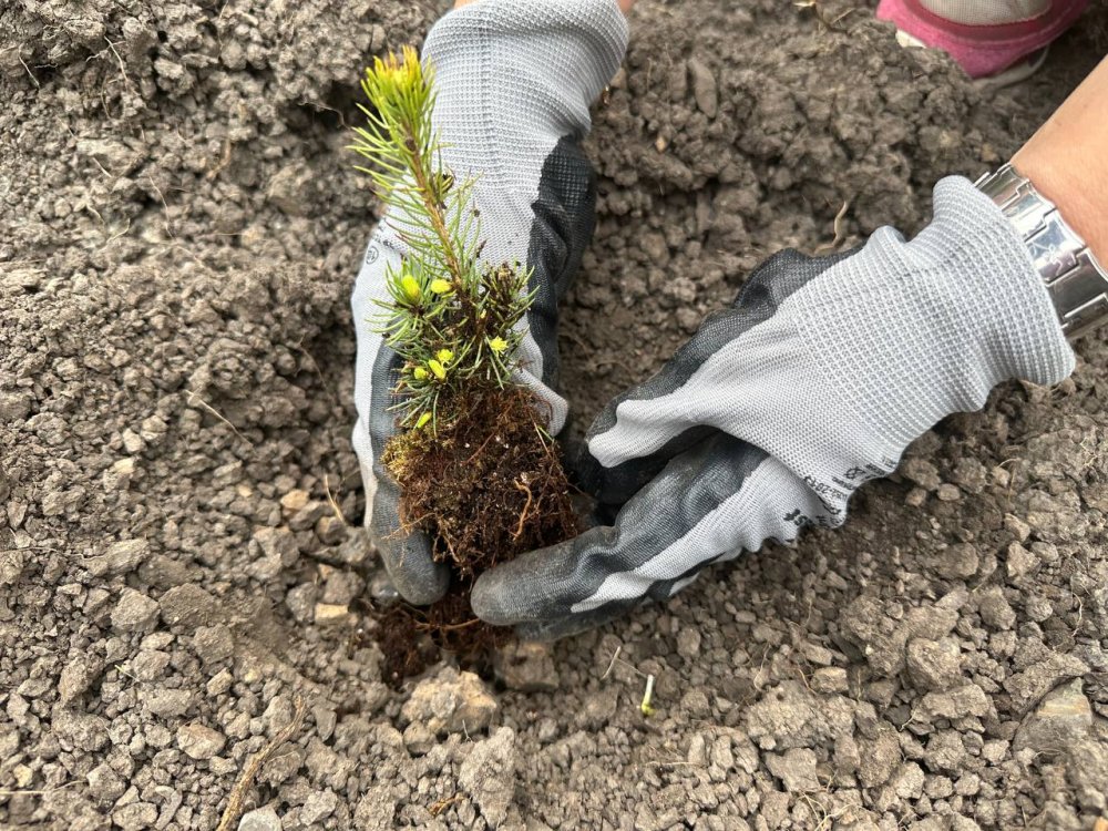 Сергей Цивилев: в КуZбассе высадили миллионное дерево акции «Сад Памяти» – 2023